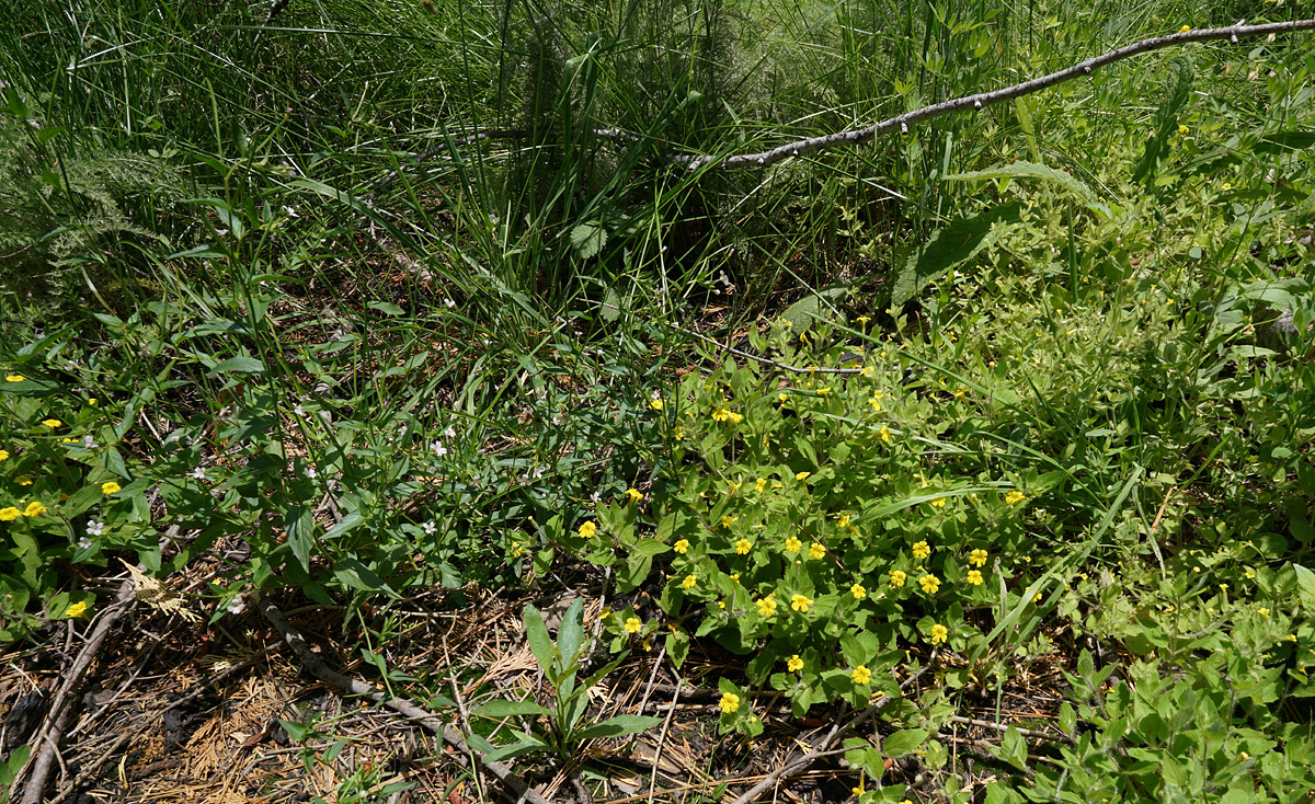 21mimulus_moschatus06197aw