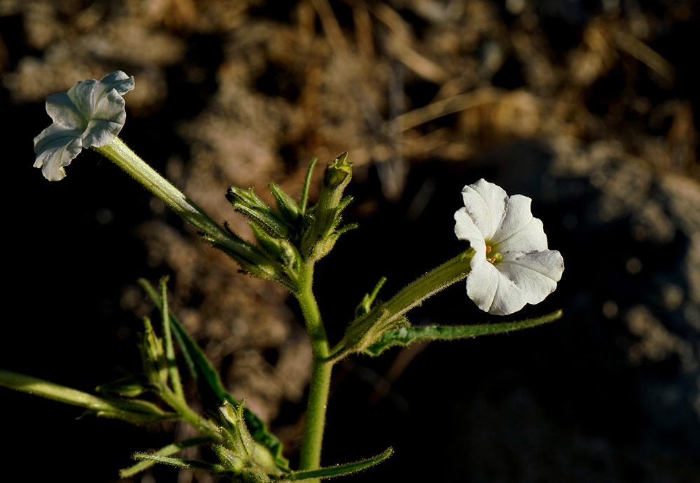 22nicotiana_attenuata06388aw