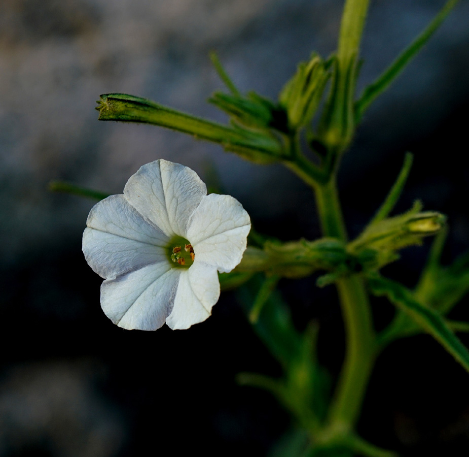 22nicotiana_attenuata06388aw