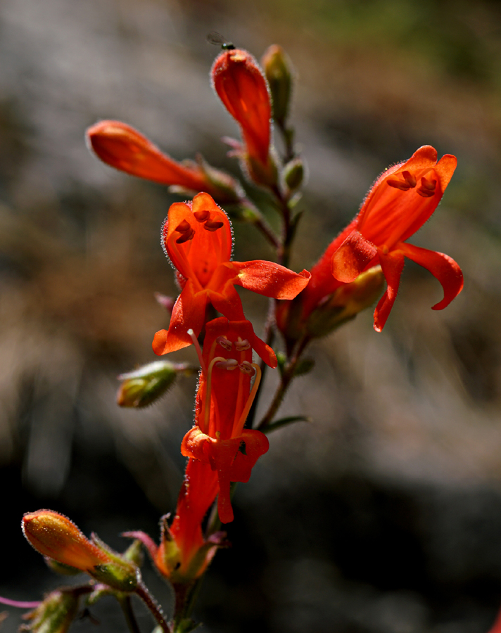 24penstemon_rostriflorus06462w