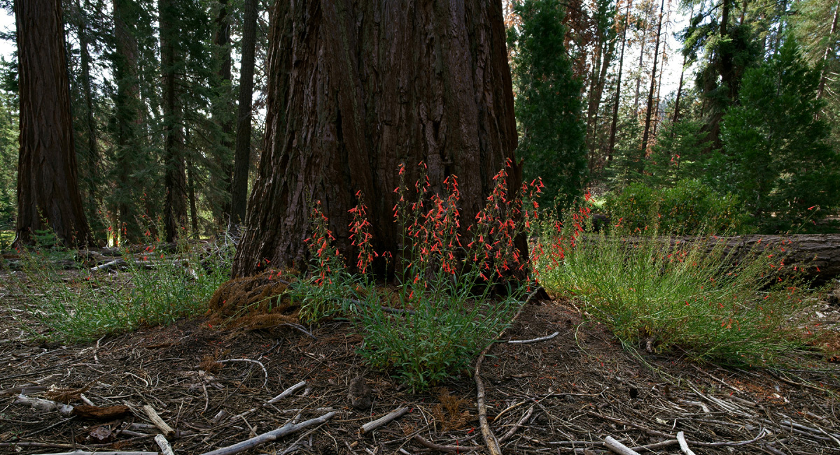 24penstemon_rostriflorus06462w
