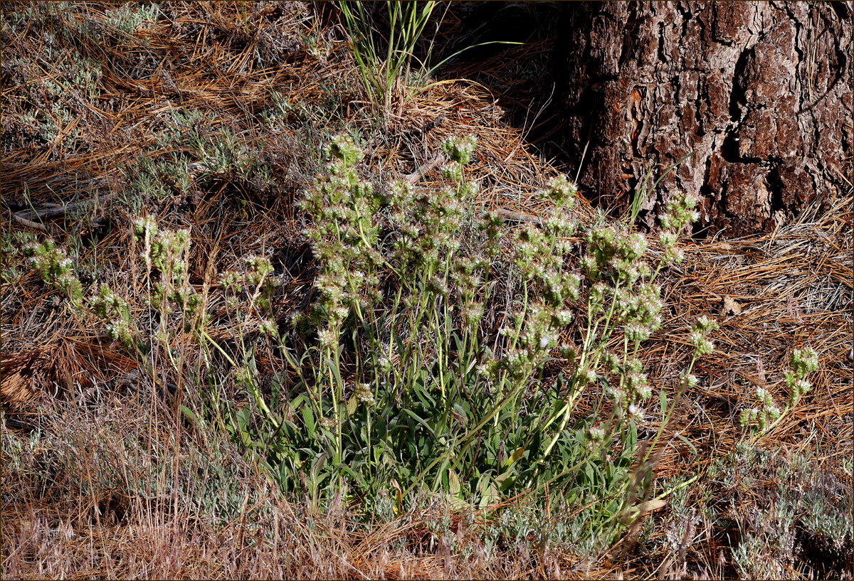 26phacelia_egena06524aw