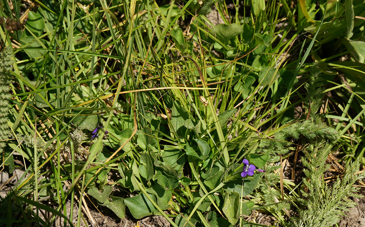 27viola_adunca06671aw