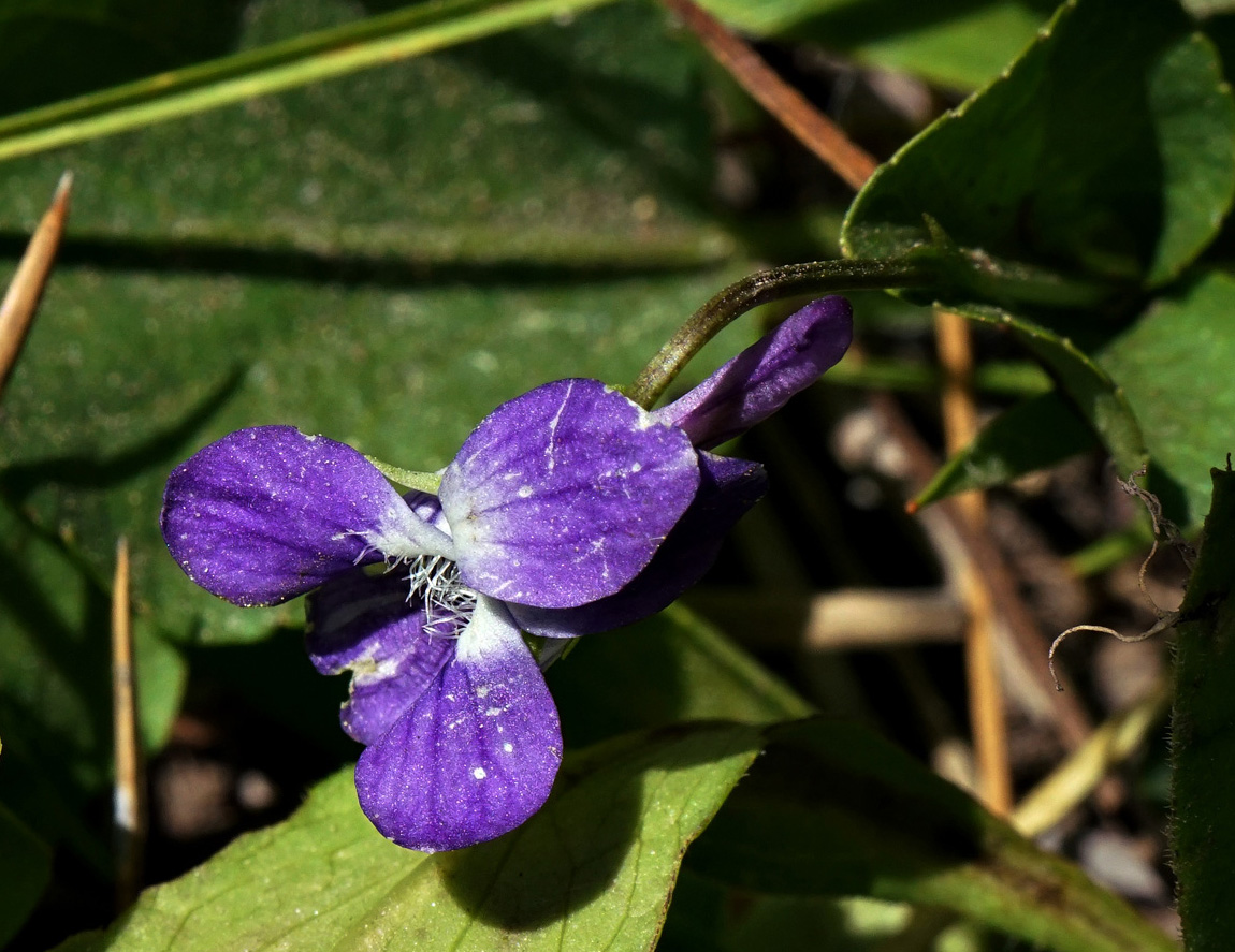27viola_adunca06671aw
