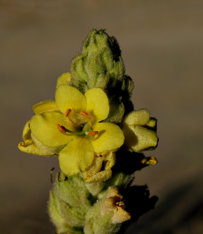 29verbascum_thapsus06404w