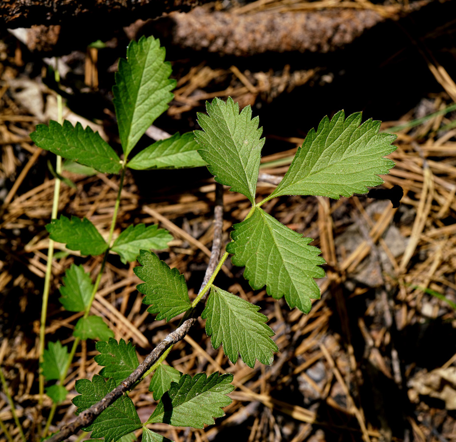 31potentilla_grayi06579w