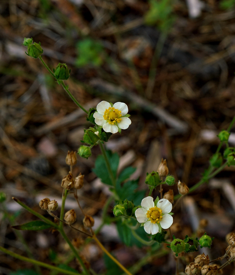 32potentilla_glandulosa06708aw