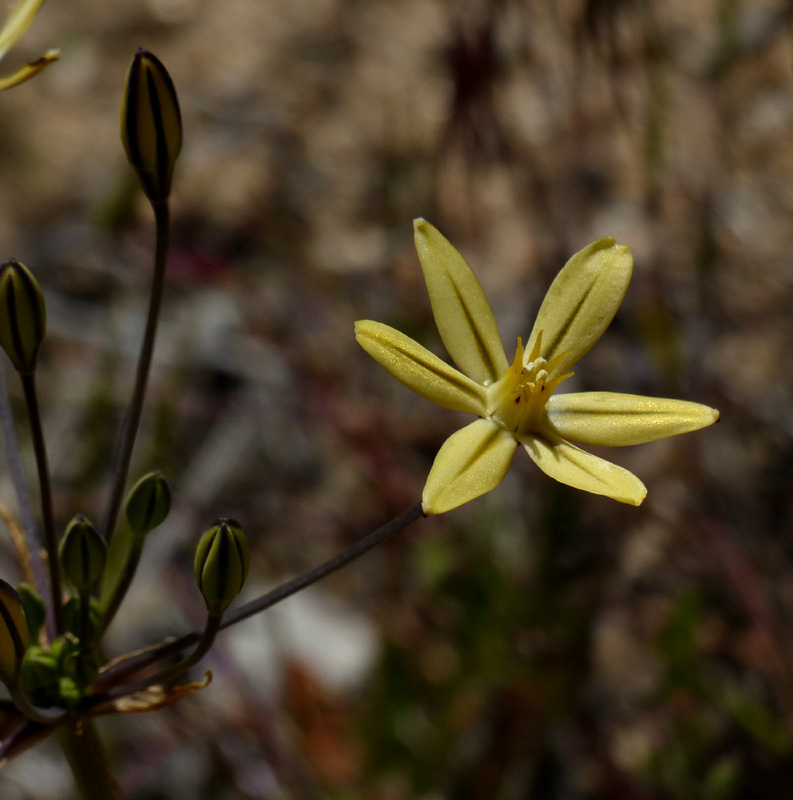 33tritelia_ixioides_ssp_scabra06326w