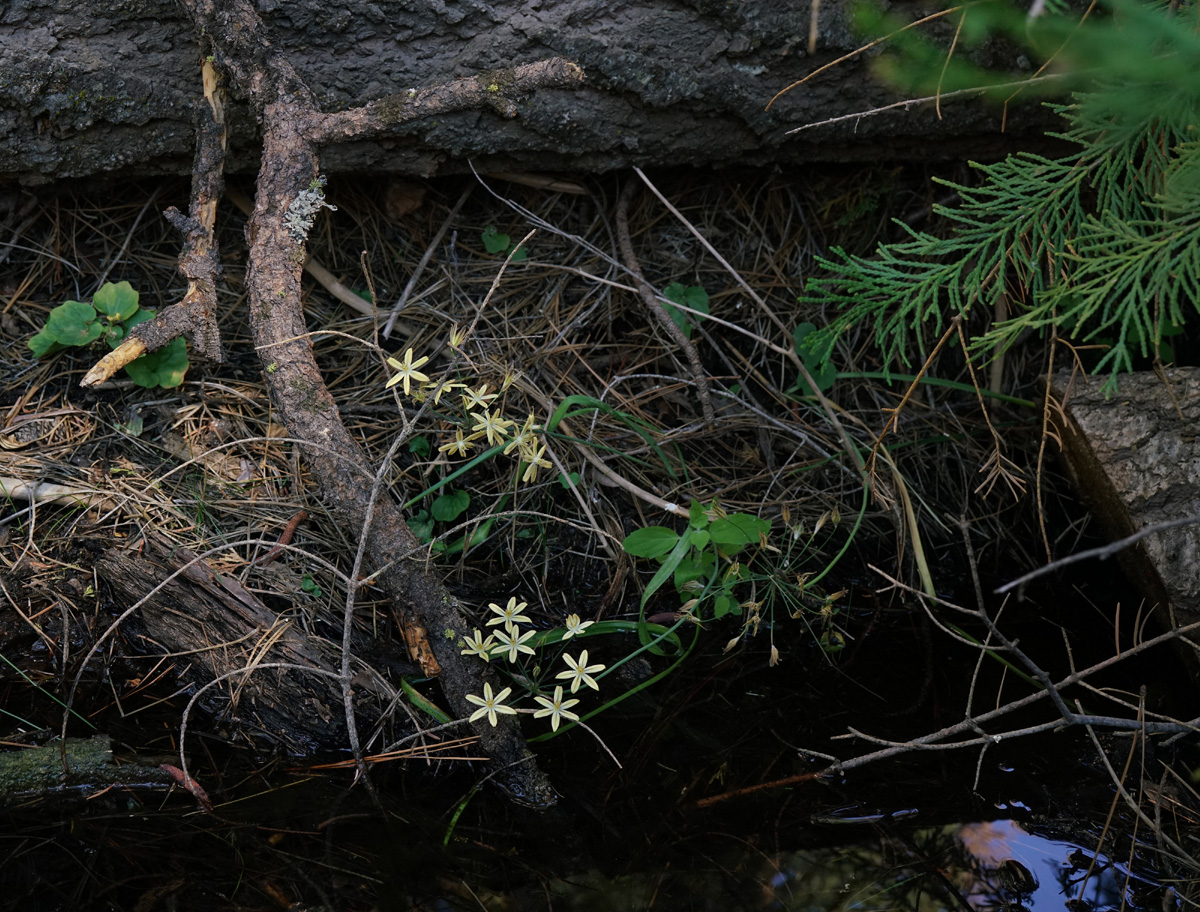 33tritelia_ixioides_ssp_scabra06326w