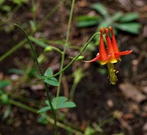01aquilegia_formosa06205w