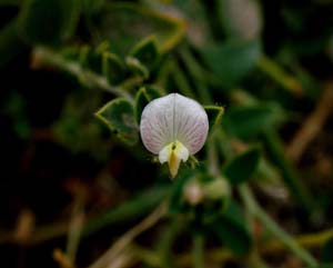 02acmispon_americana06948aw