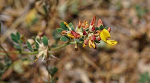 03acmispon_hermannii06214aw