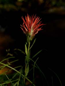 08castilleja_miniata06372w