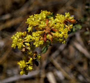 14eriogonum_umbellatum06269w