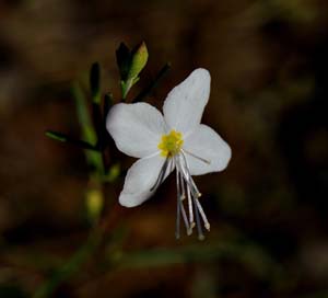 17gayophytum_eriospermum06293w
