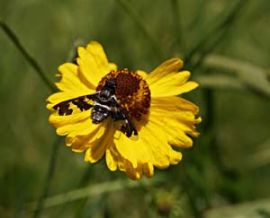 19helenium06343w