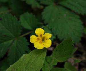 21mimulus_moschatus06197aw