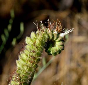 26phacelia_egena06524aw