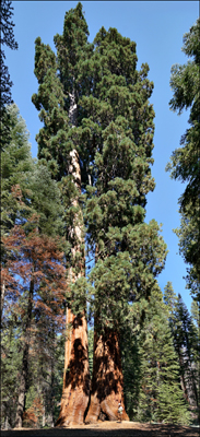 03sequoia08351w