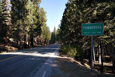 01ponderosa3816w
