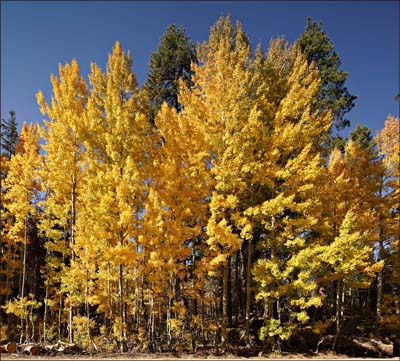 09populus_tremuloides3838aw