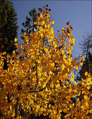 11populus_tremuloides1271w
