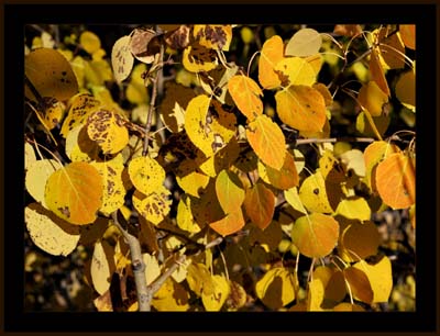 12populus_tremuloides1269w