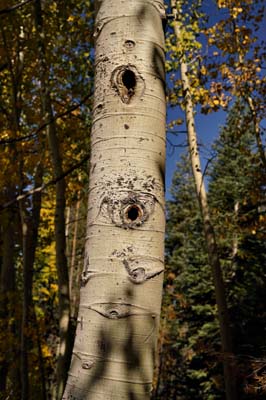 13populus_tremuloides1268w