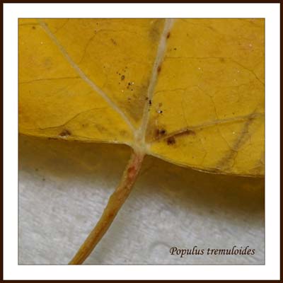 14populus_tremuloides1302w