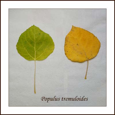 15populus_tremuloides3722