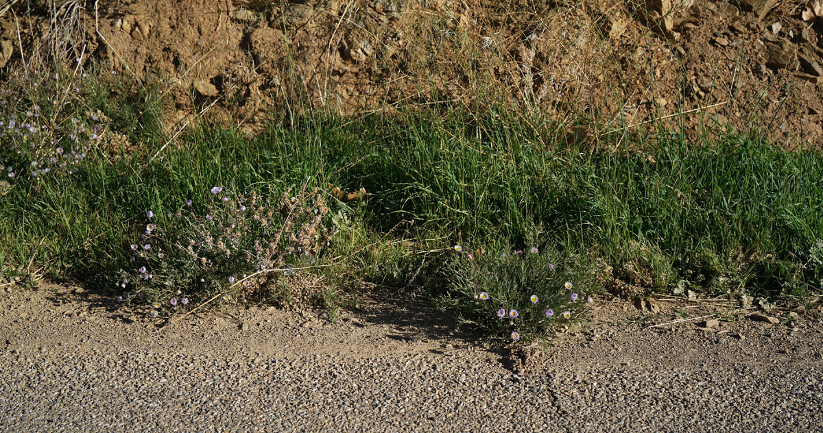 01erigeron_multiceps0745w
