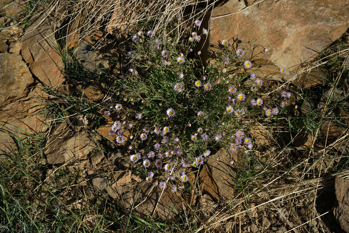01erigeron_multiceps0745w