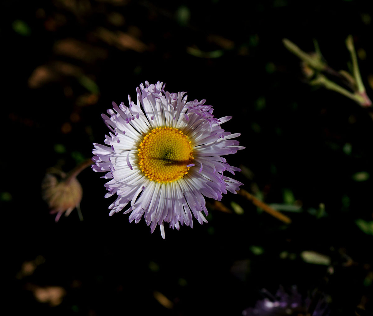 01erigeron_multiceps0745w