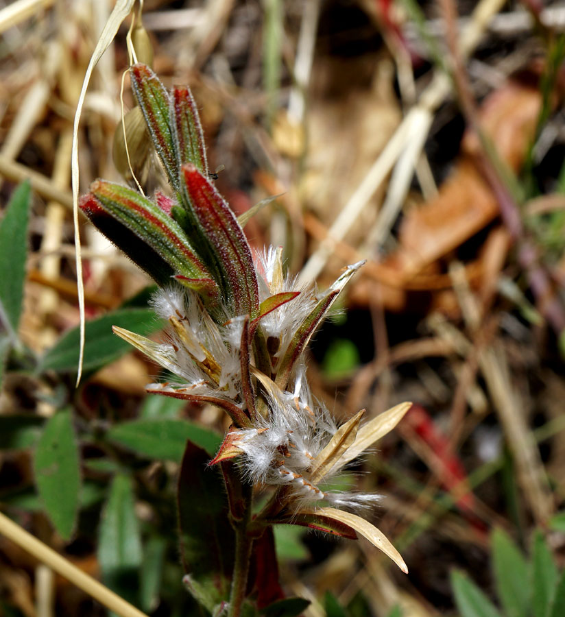 02epilobium_canum09948w