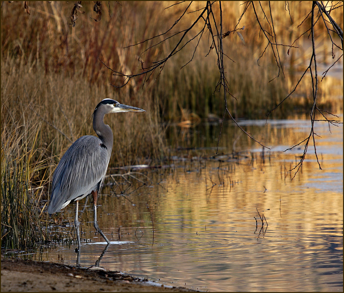 03ardea_herodias0472ew-blur2