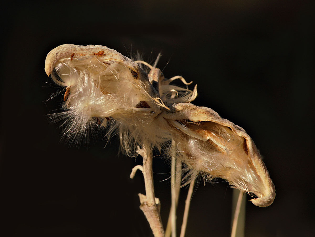 03asclepias_speciosa0072w1400