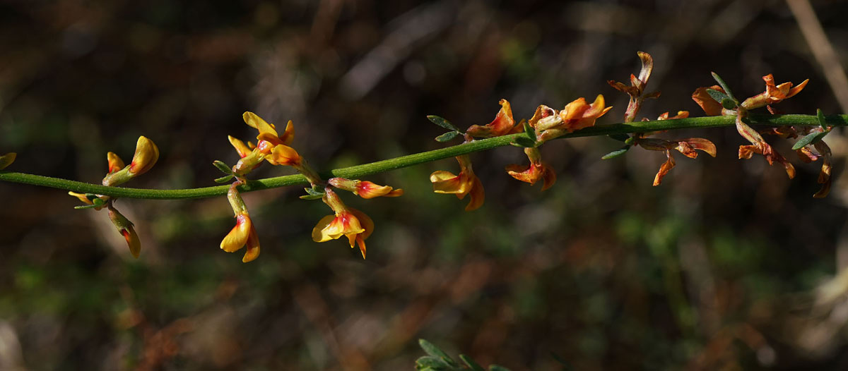 04acmispon_glaber09993w
