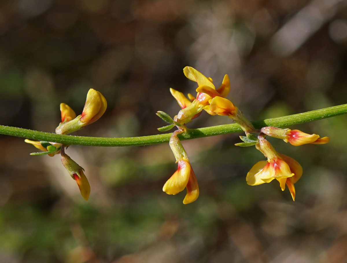 04acmispon_glaber09993w