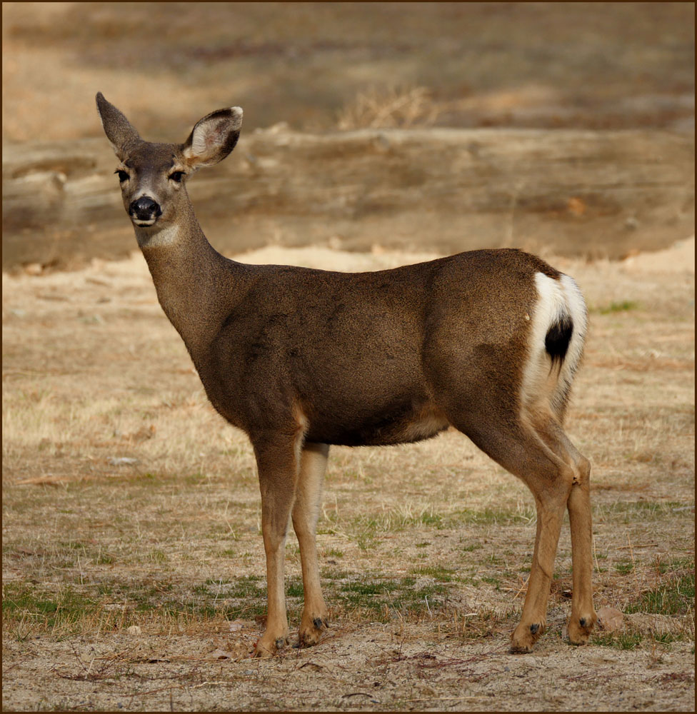 07odocoileus_hemionus0334w