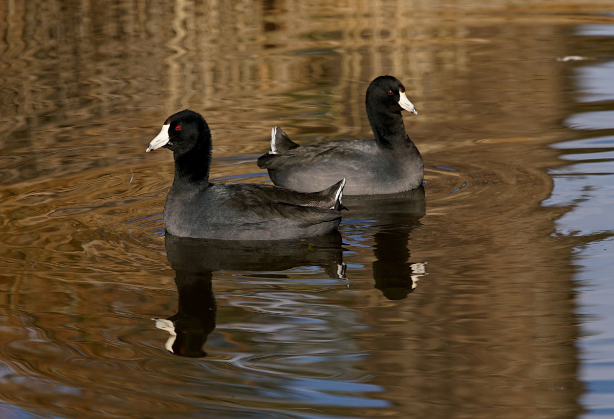 07fulica_americana0694w