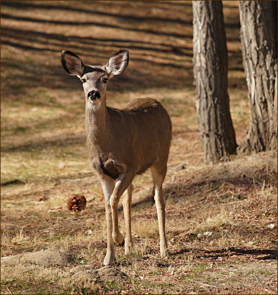 07odocoileus_hemionus0334w