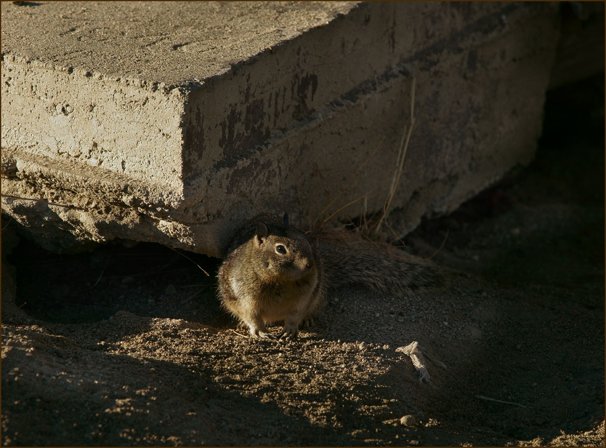08spermophilus_beecheyi0359aw