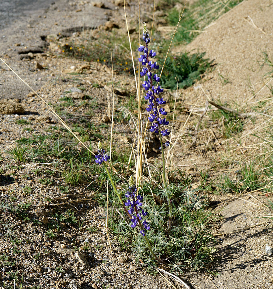 09lupinus_sp0690aw