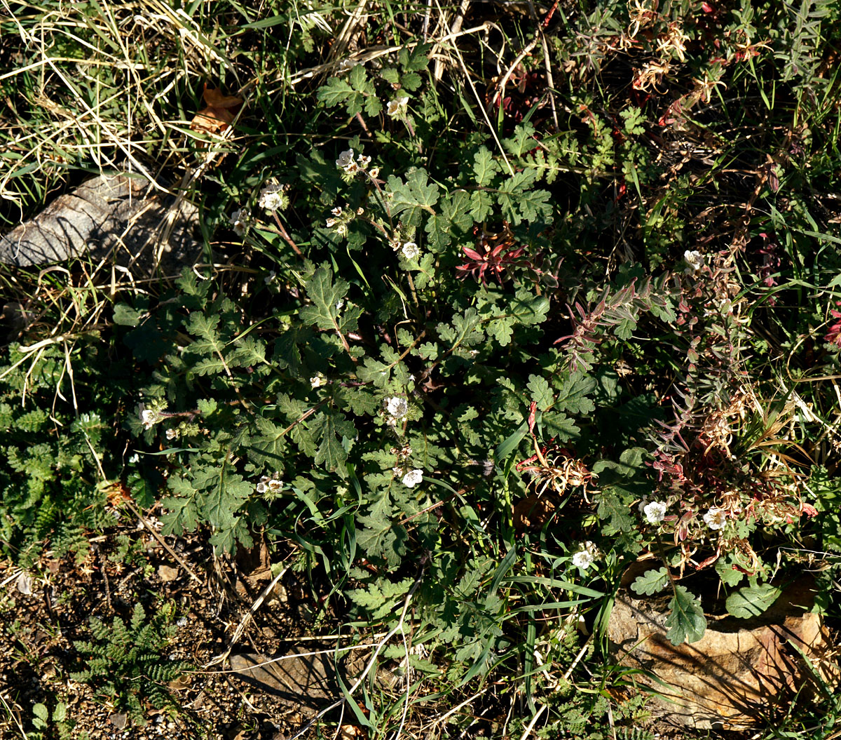 13phacelia_ramosissima0719w