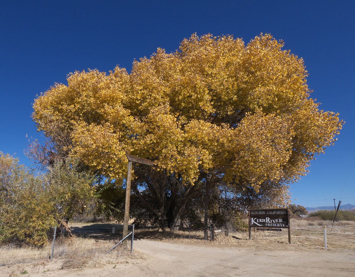 15populus_fremontii1112w1200