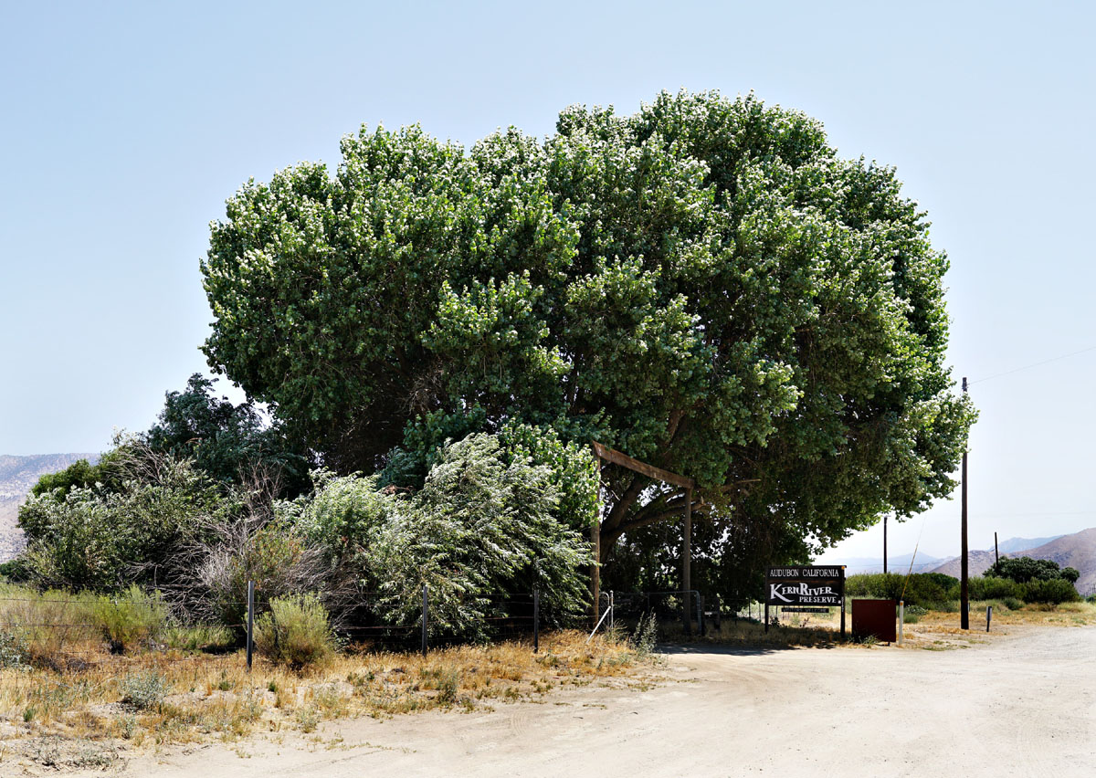 15populus_fremontii1112w1200