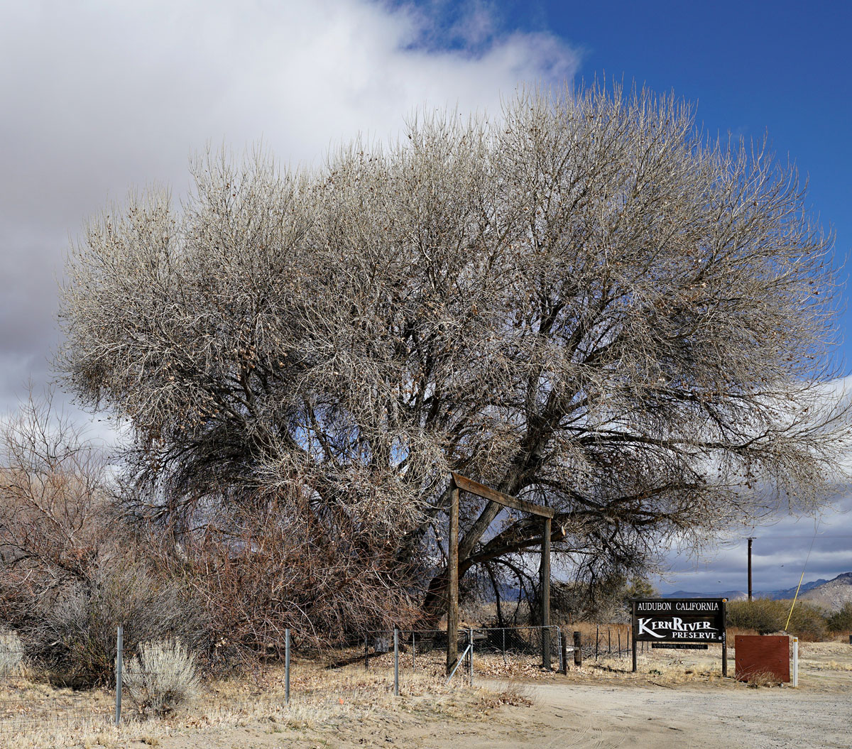 15populus_fremontii1112w1200