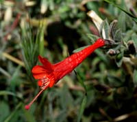 02epilobium_canum09948w
