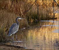 03ardea_herodias0472ew-blur2