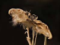 03asclepias_speciosa0072w1400